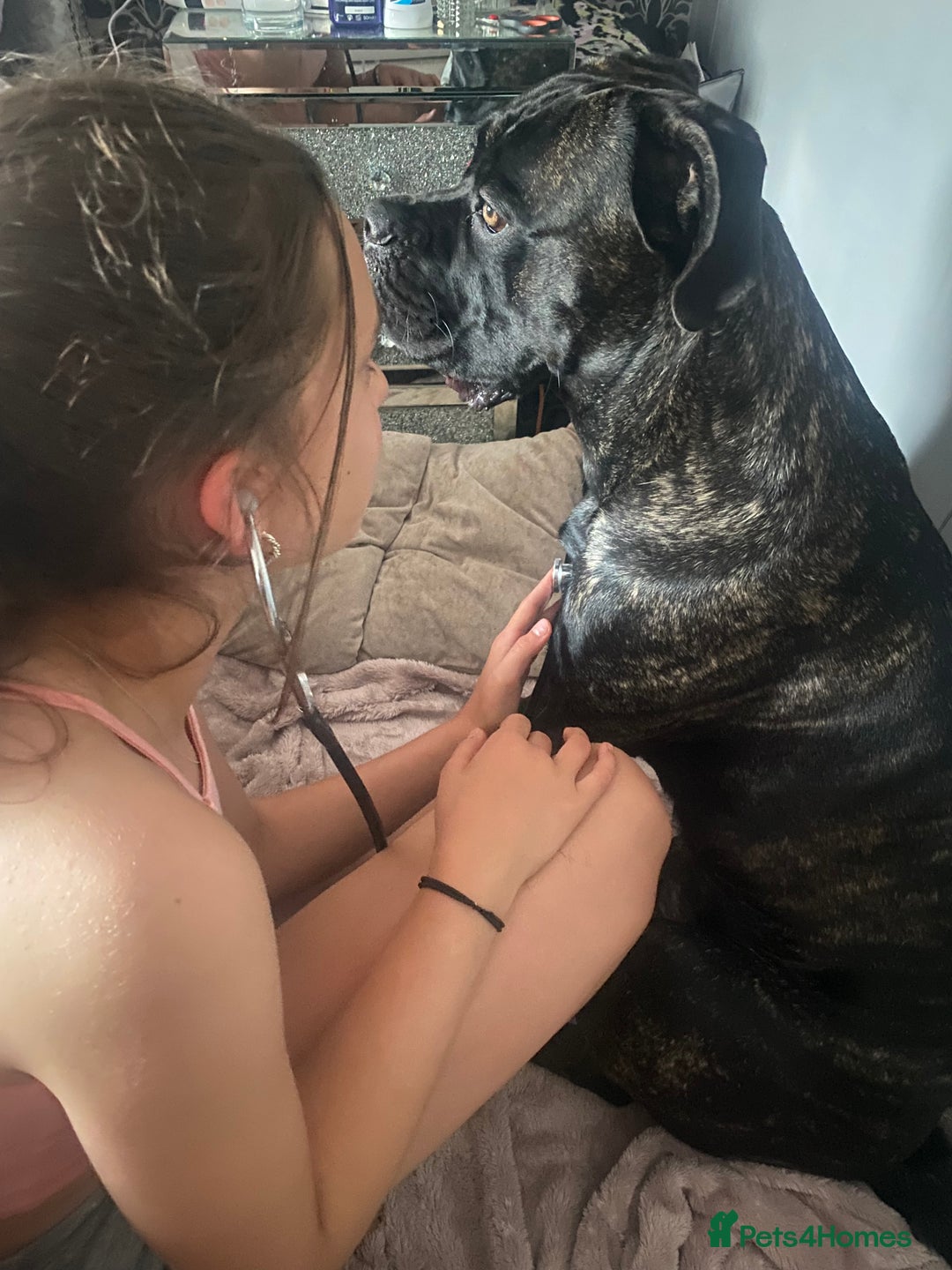 Cane Corso dogs for sale: Bruno  - Advert 14