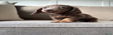 Miniature Dachshund Puppy 3