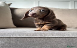 Miniature Dachshund dogs for sale: Isabella tan✨READY TO LEAVE - Image 3