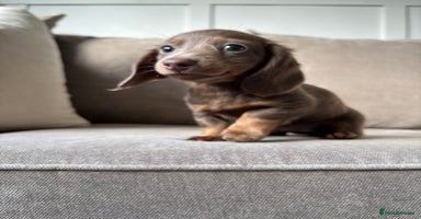 Miniature Dachshund dogs - Advert 16