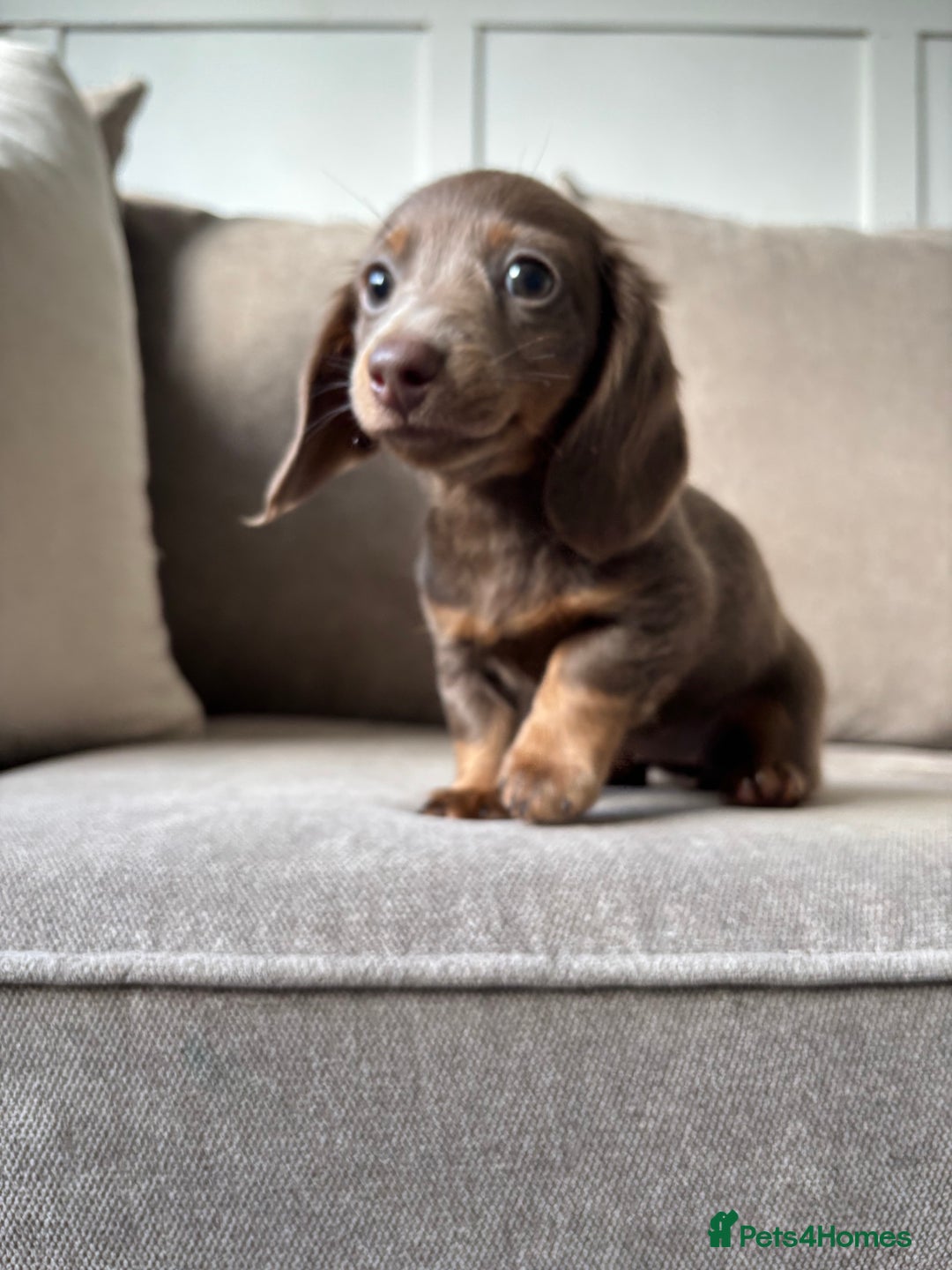 Miniature Dachshund dogs for sale: Isabella tan✨READY TO LEAVE - Image 3