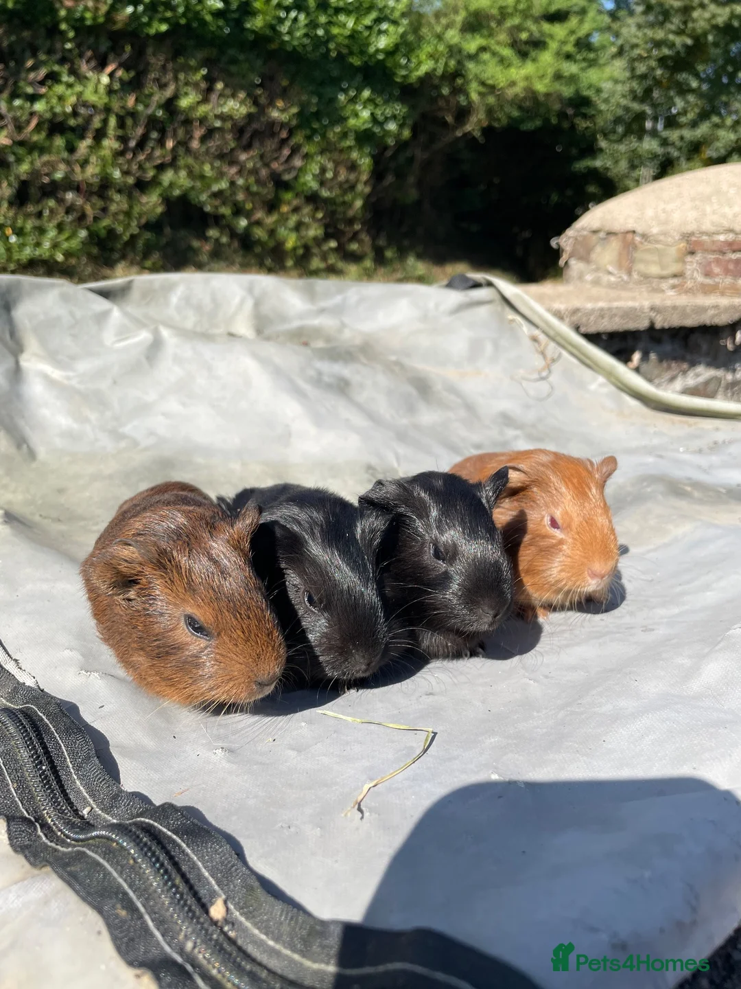 Guinea Pig rodents for sale: 3 baby boars  - Advert 1