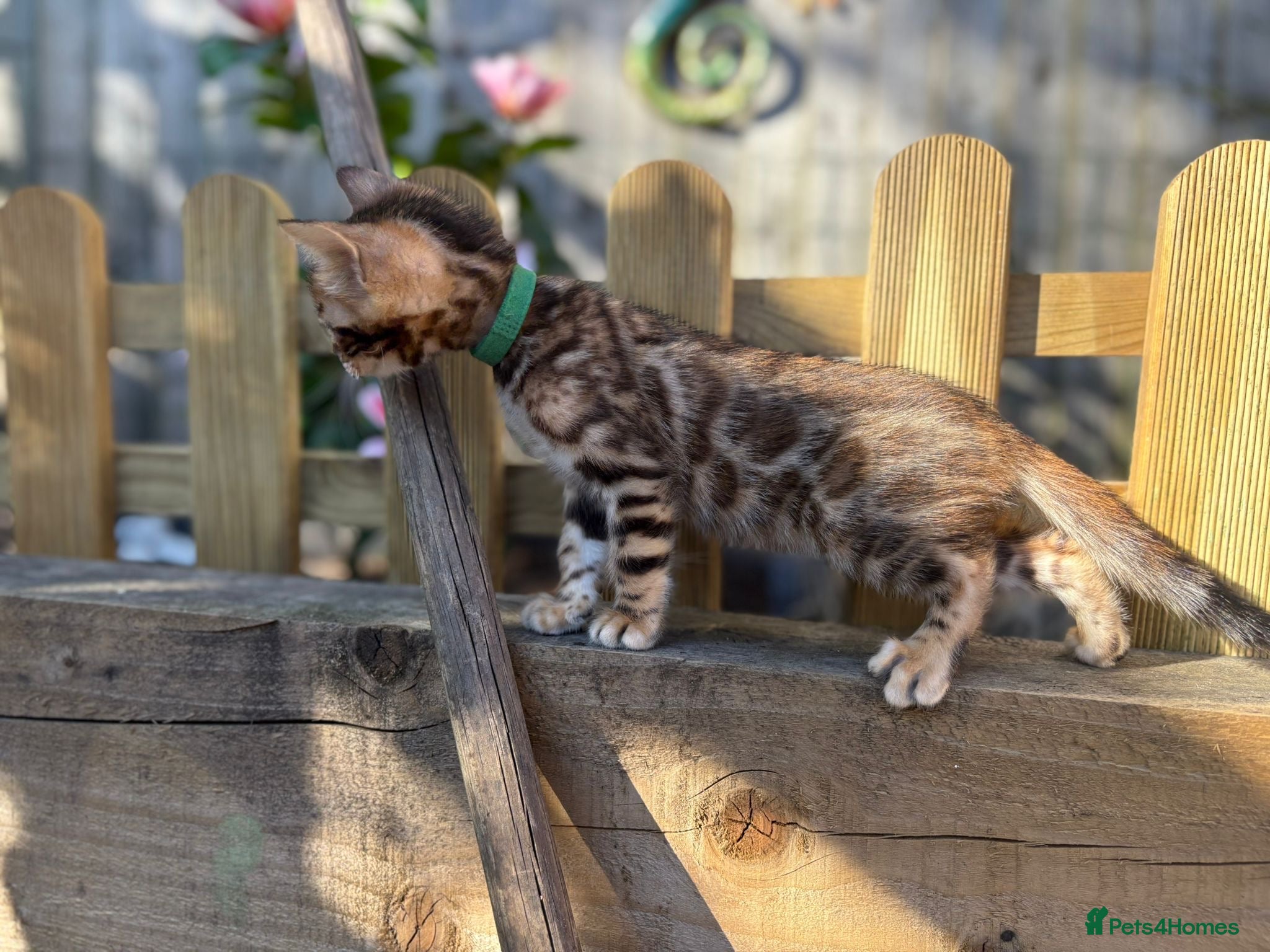 Bengal cats TICA BENGAL KITTENS FOR SALE - READY 23/04/26 - Advert 6