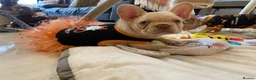 French Bulldog dogs for sale: FRENCH BULLDOGS, MERLE, ROJO, ISABELLA NEWSHADE. - Advert 24