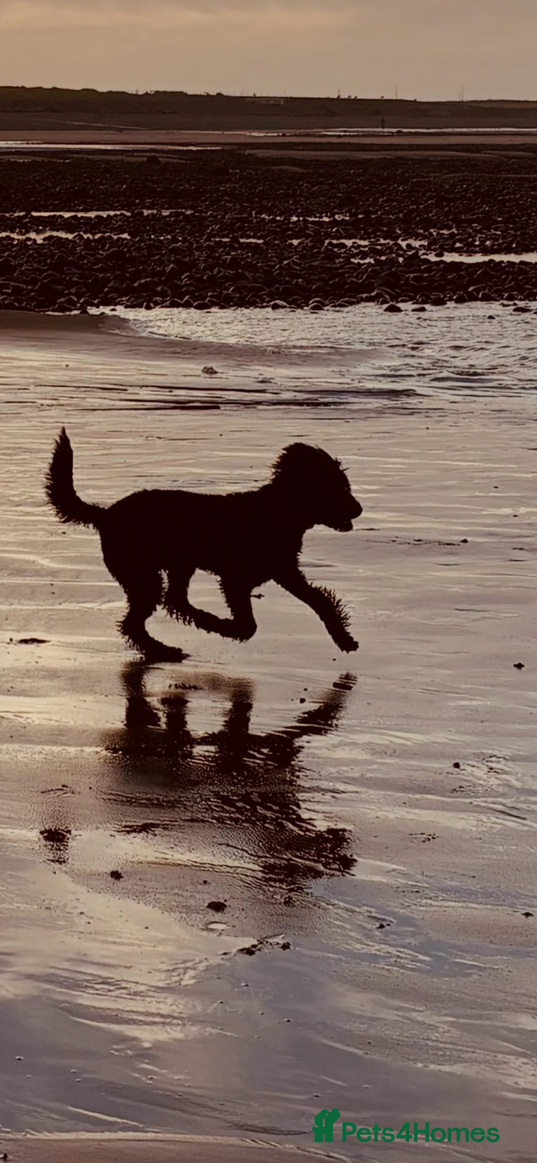 Standard Poodle dogs for sale: Lovely Standard Poodle Bitch in Millom - Advert 1