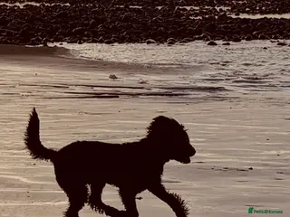 Standard Poodle dogs Lovely Standard Poodle Bitch - Advert 4