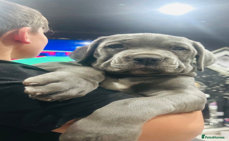 Boerboel dogs - Advert 1