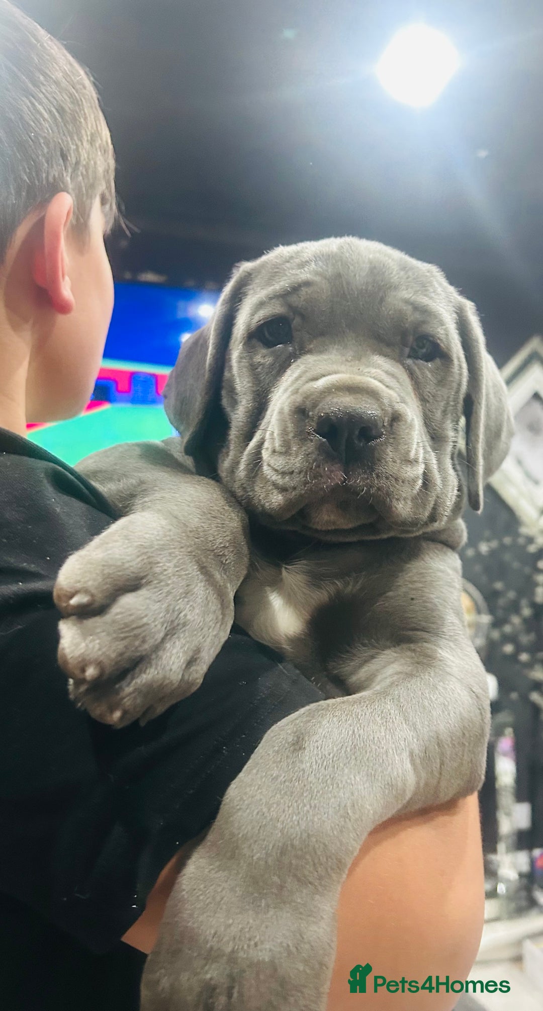 Boerboel dogs for sale: Last boerboel puppy (blue girl , ready now) - Image 1