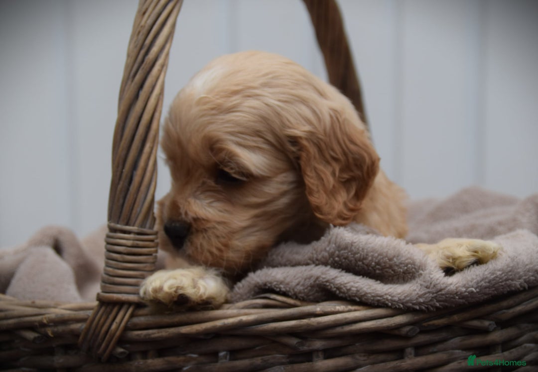 Cockapoo dogs for sale: American cockapoos (yankydoodles)  - Advert 4