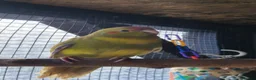 Parrots birds for sale: 5x kakarikis chicks ready now - Advert 7