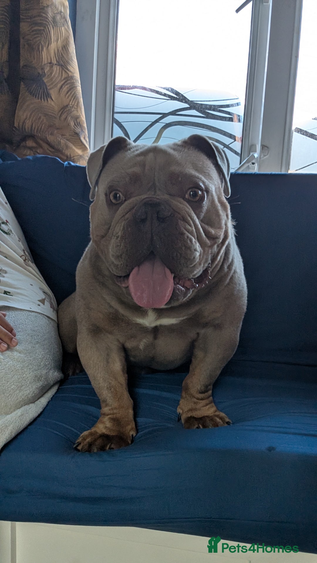 English Bulldog dogs for sale: 2 year old Male - Advert 3