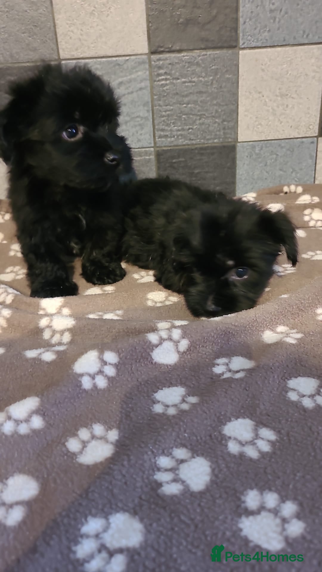 Yorkshire Terrier dogs for sale: Biewer Yorkshire terrier puppies  - Image 4