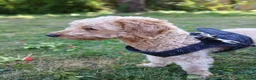 Labradoodle dogs for sale: Toffee in London - Advert 3