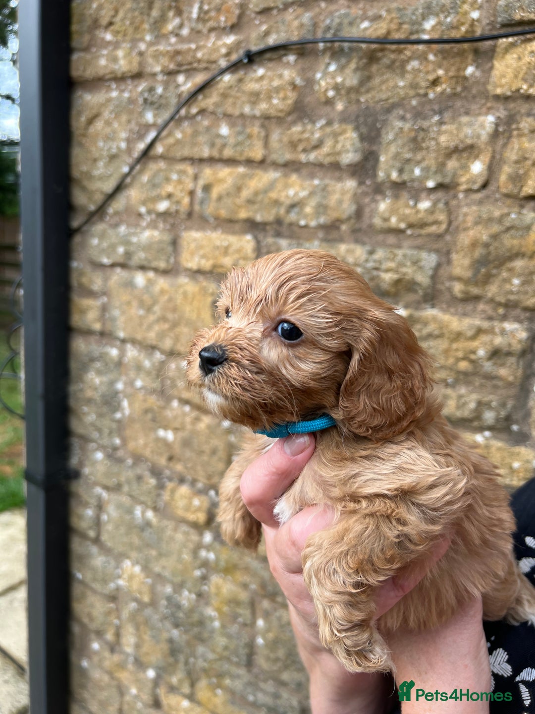 Cavapoo dogs for sale: Cavapoos puppies  - Image 4