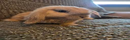 Mini Lop rabbits for sale: 8 week old very tame mini lop boys - Advert 19
