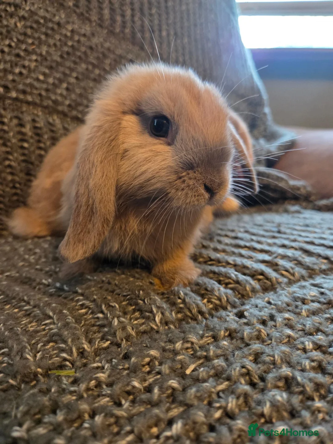 Mini Lop rabbits for sale: 8 week old very tame mini lop boys - Advert 19