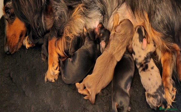 Miniature Dachshund dogs - Advert 1
