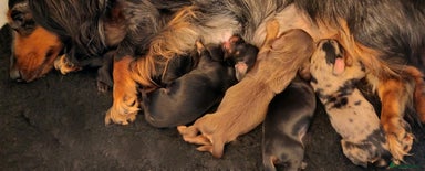 Miniature Dachshund dogs - Advert 15