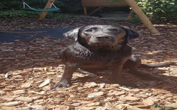 Labrador Retriever dogs for sale: Beautiful pedigree puppies ready 30th Sept - Image 20