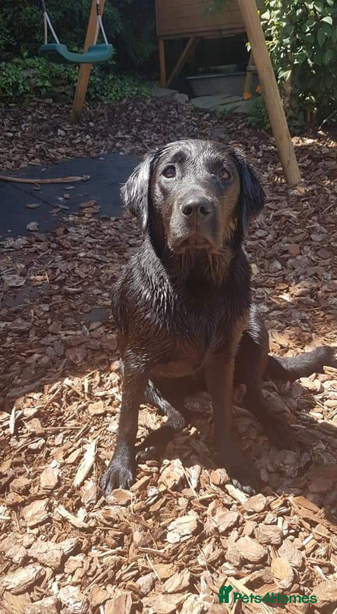 Labrador Retriever dogs for sale: Beautiful pedigree puppies ready 30th Sept - Image 20