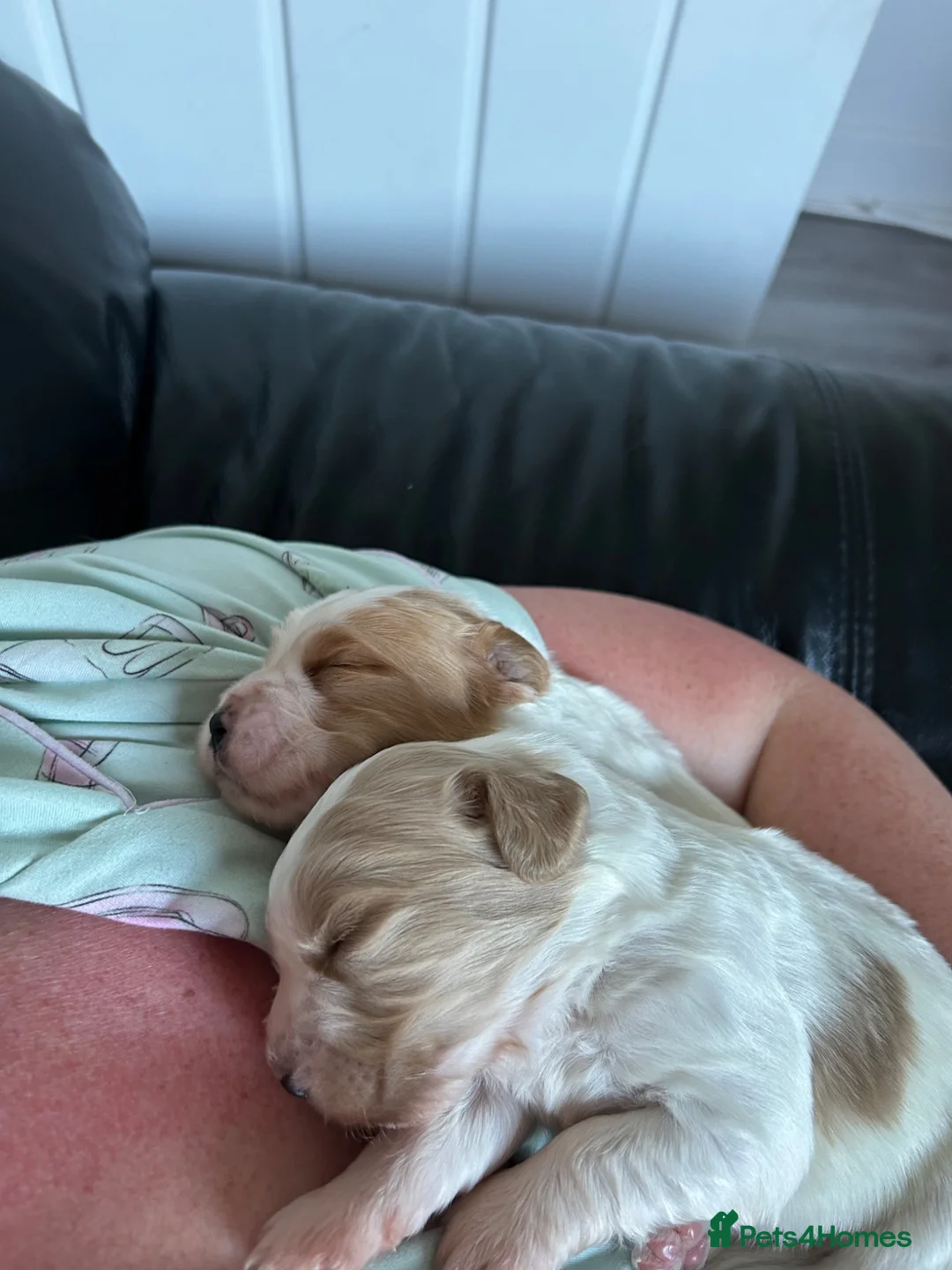 Sprocker dogs for sale: 8 beautiful sprocker spaniels for sale in Harwich - Advert 2