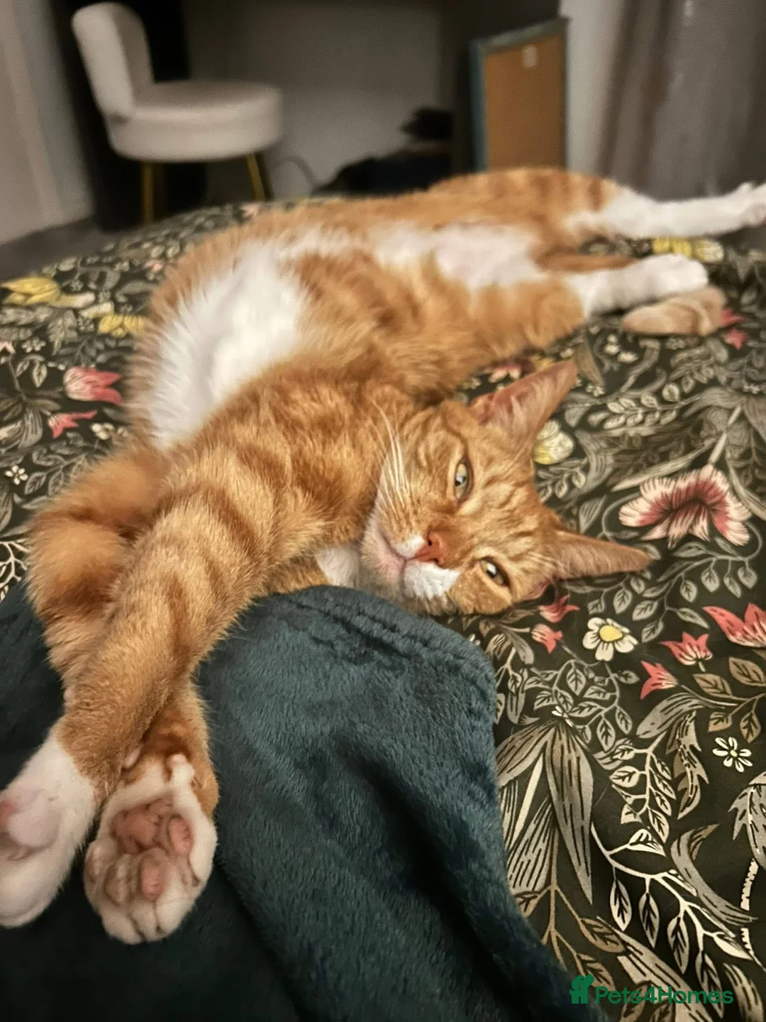 Mixed Breed cats for sale: Lennon and Neville - Advert 3