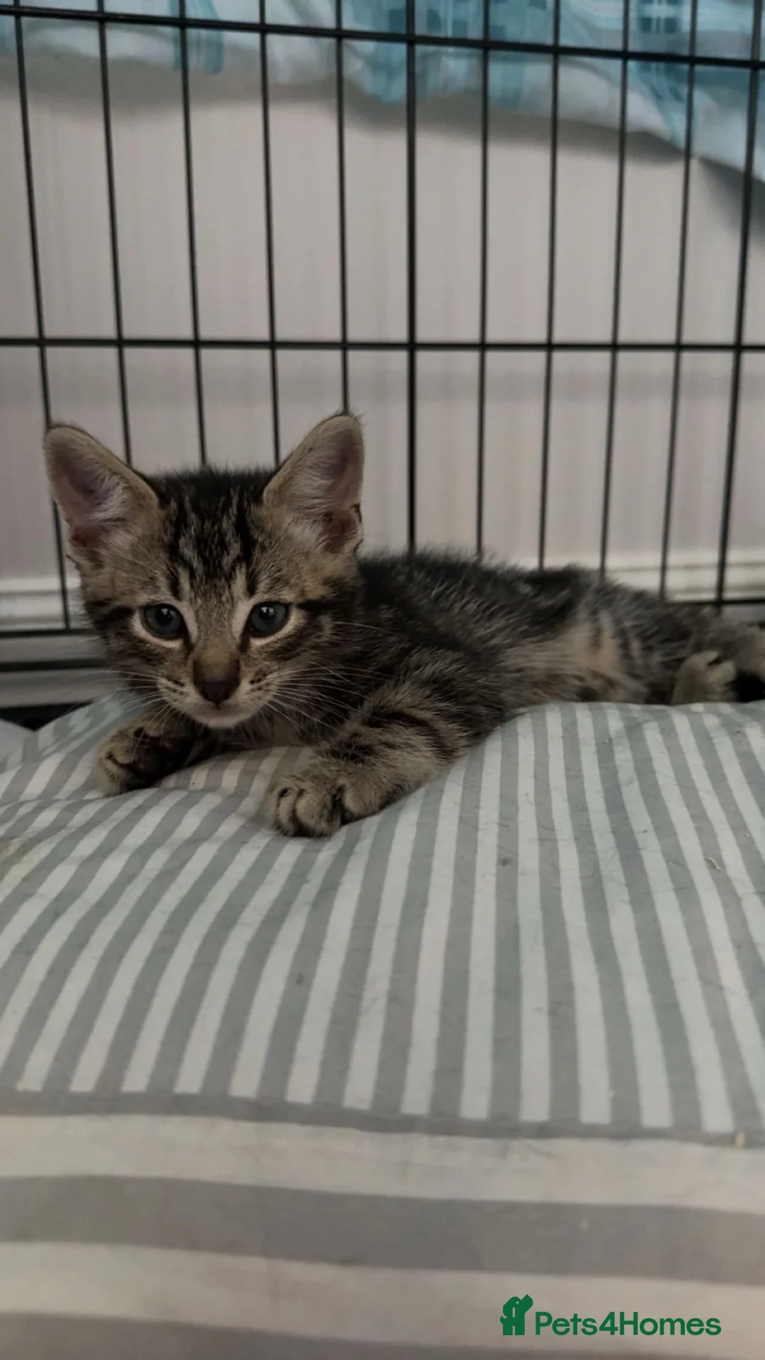 Domestic Shorthair cats for sale: Kittens in Huntly - Advert 23