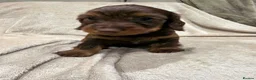 Miniature Dachshund dogs for sale: ❤️Miniature dachshund puppies❤️ - Advert 22