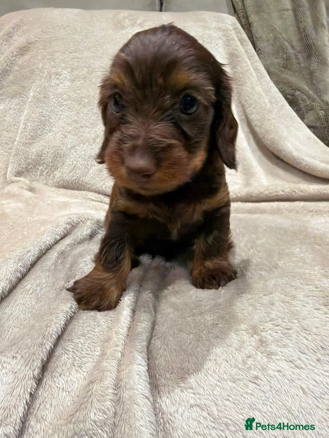 Miniature Dachshund dogs for sale: ❤️Miniature dachshund puppies❤️ - Advert 22