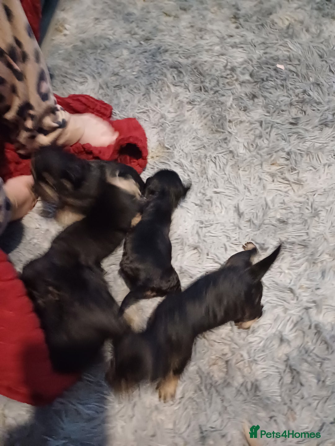 Mixed Breed dogs for sale: Froodle pups for sale  - Image 11