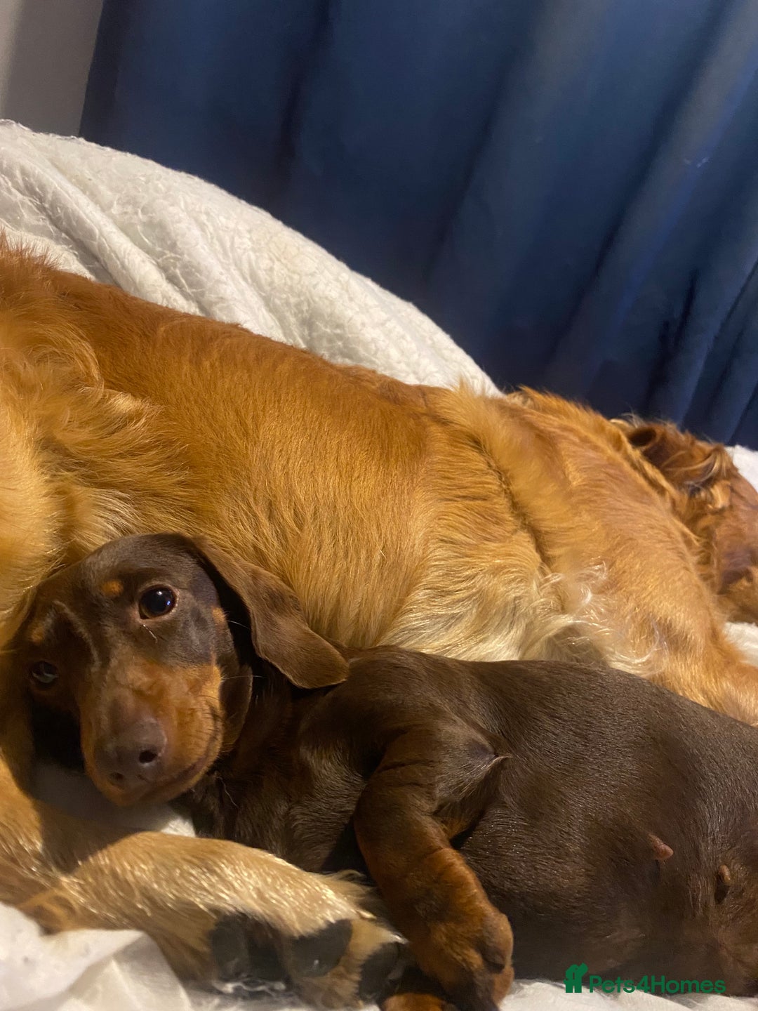 Miniature Dachshund dogs for sale: KC registered**Chocolate and tan**mini dachshunds  - Advert 4