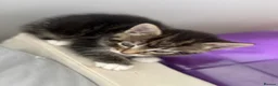 Mixed Breed cats for sale: One beautiful tabby boy for sale - Advert 11