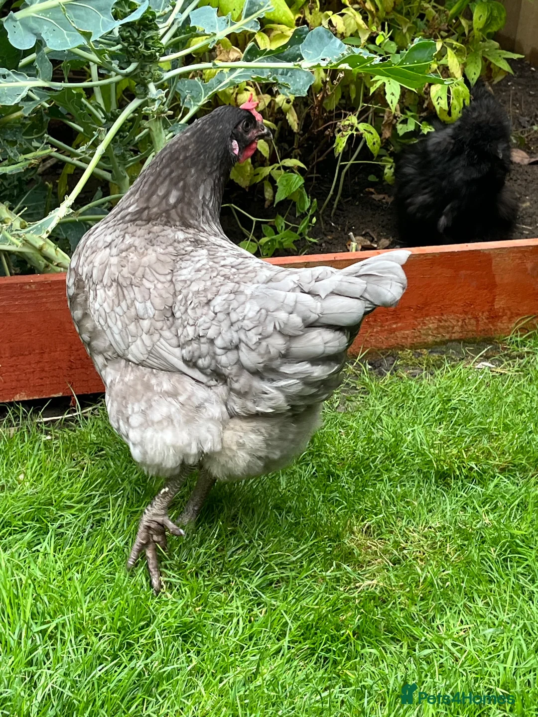 Chickens poultry for sale: Bluebell Hen  - Advert 5