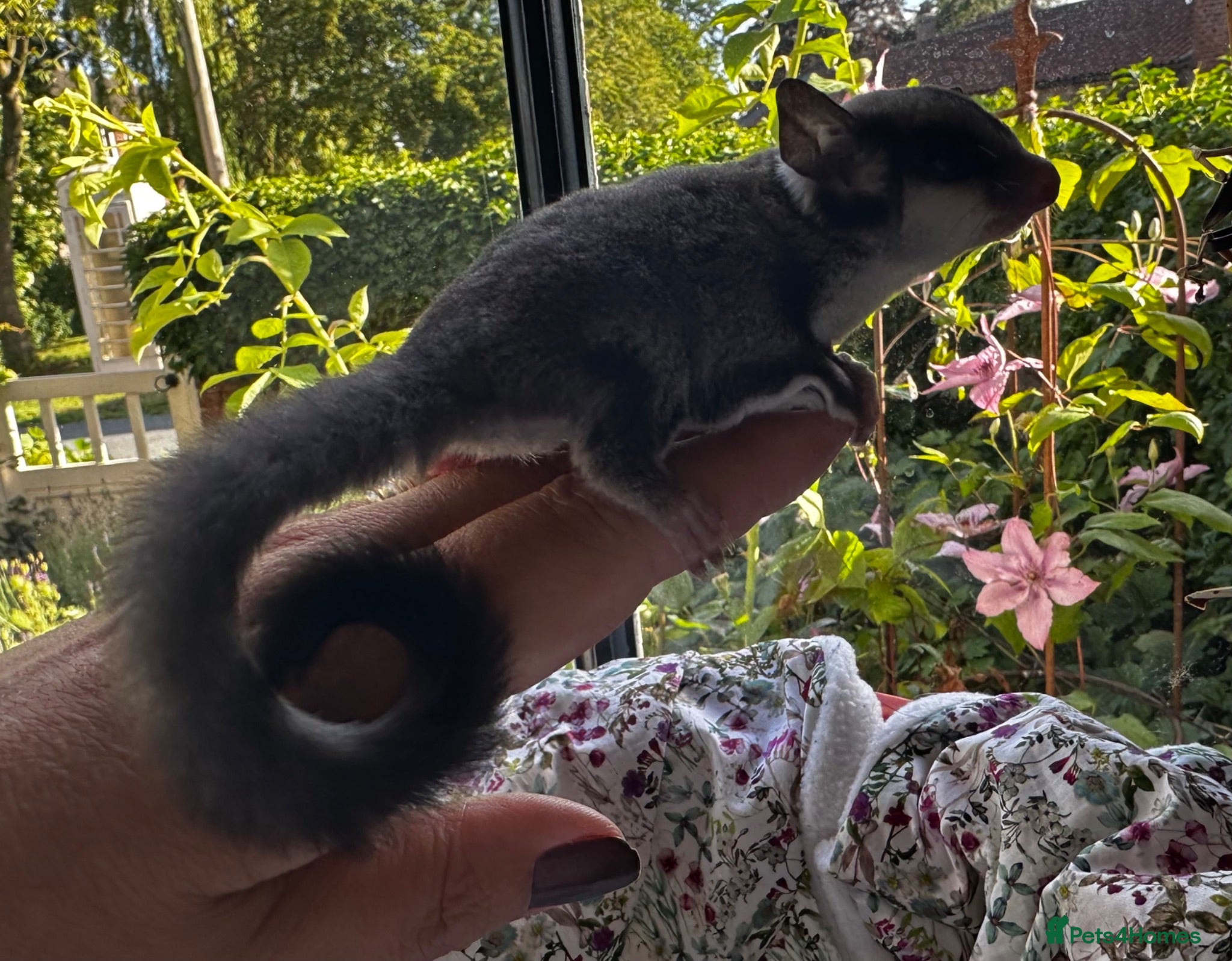Sugar Glider rodents Black Beauty female baby - Advert 13