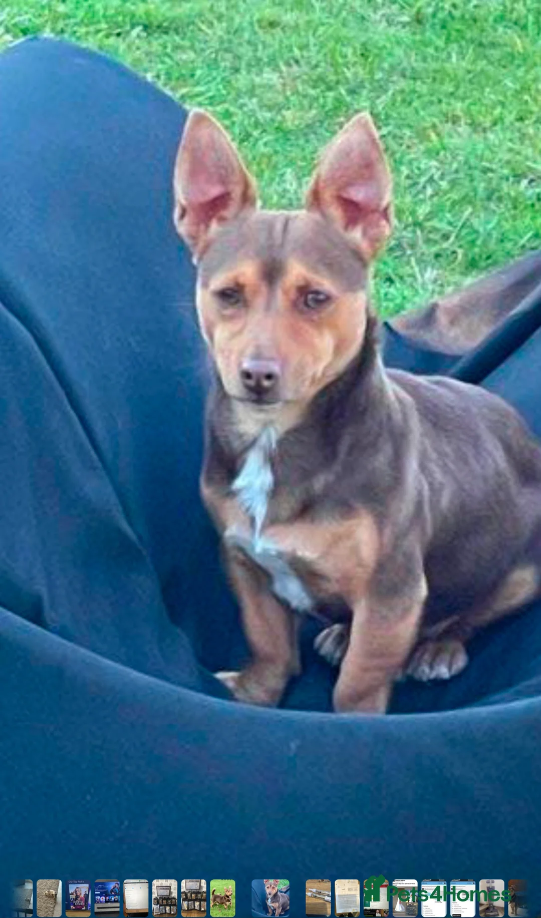 Jack Russell dogs for stud: Stud boys house of jacks  - Advert 2