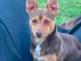 Jack Russell dogs Stud boys house of jacks - Advert 6