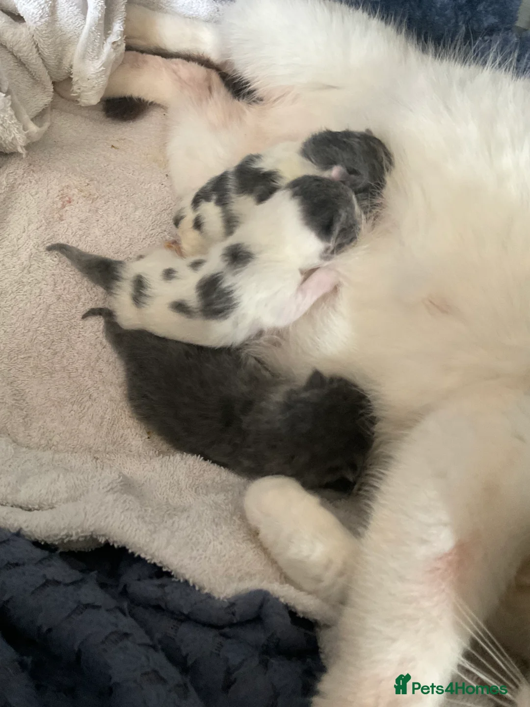 Mixed Breed cats for sale: Ready to leave mum  **  sunday - Advert 2