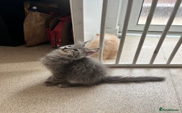 Maine Coon cats for sale: Last 2 boys left   - Image 11