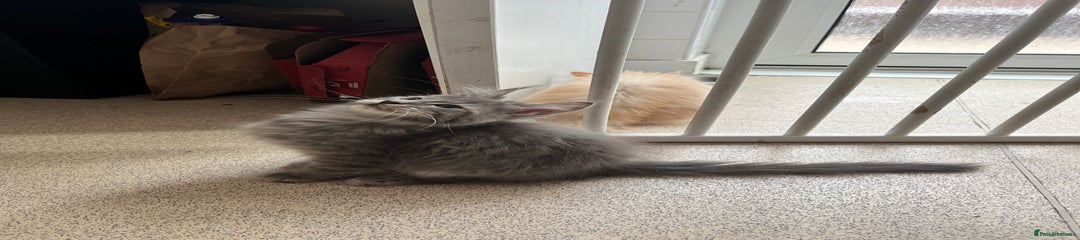 Maine Coon Kitten 2