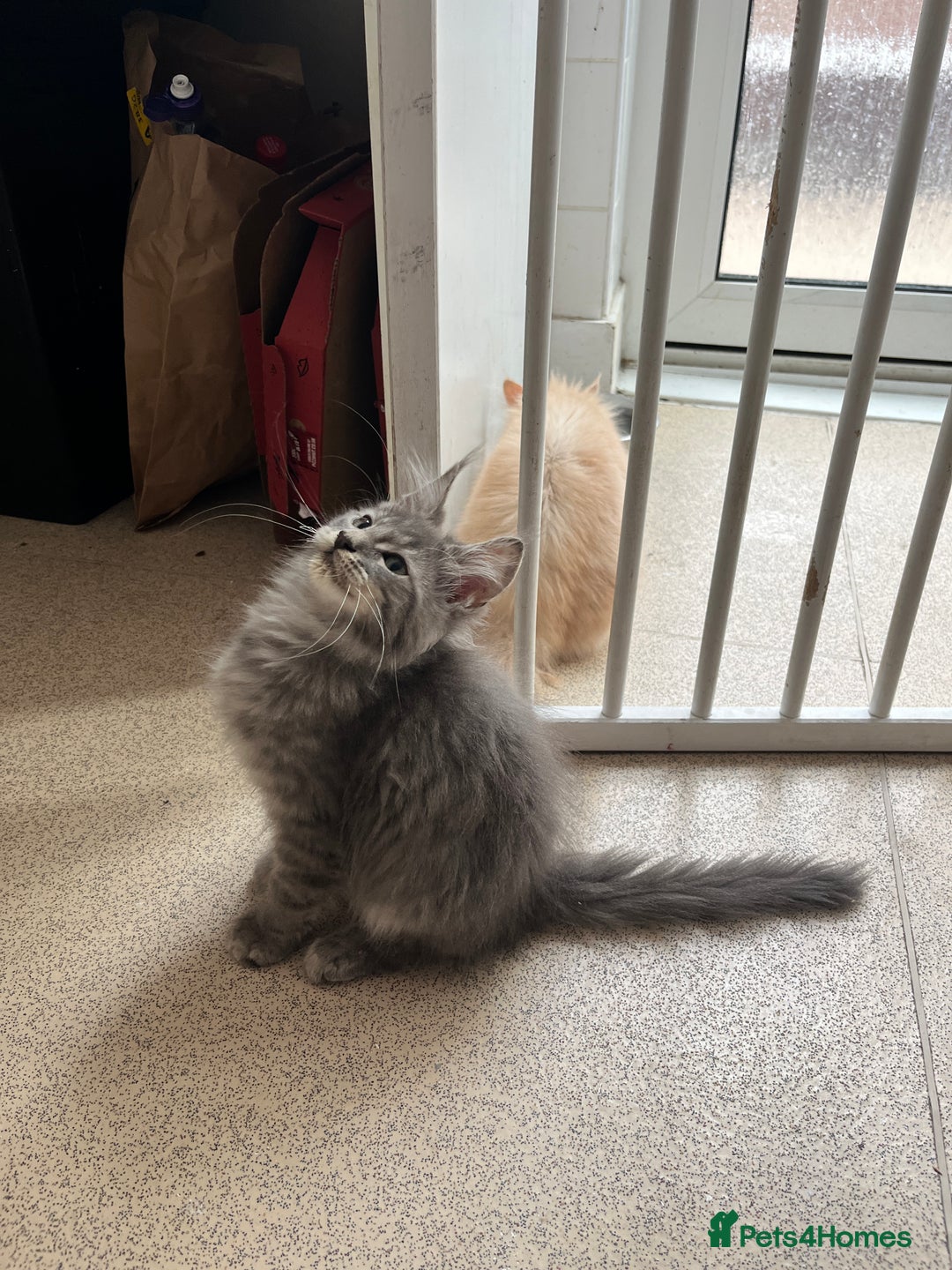 Maine Coon cats for sale: Last 2 boys left   - Image 11