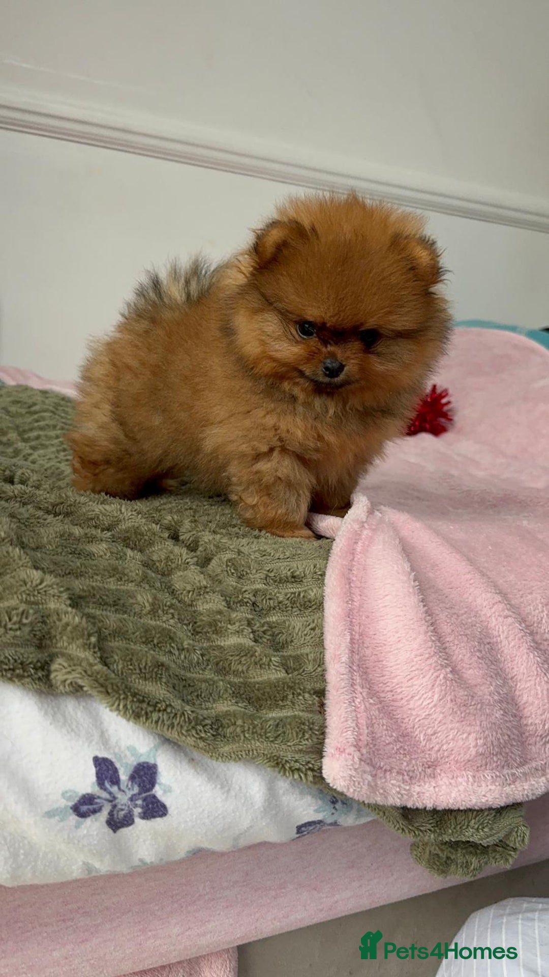 Pomeranian dogs for sale: Luxury puppy for sale - Advert 18