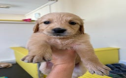 Golden Retriever dogs for sale: Golden retriever puppies for sale  - Image 3
