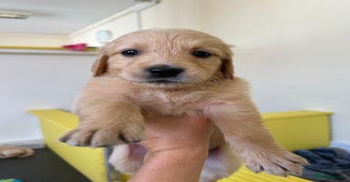 Golden Retriever dogs - Advert 15