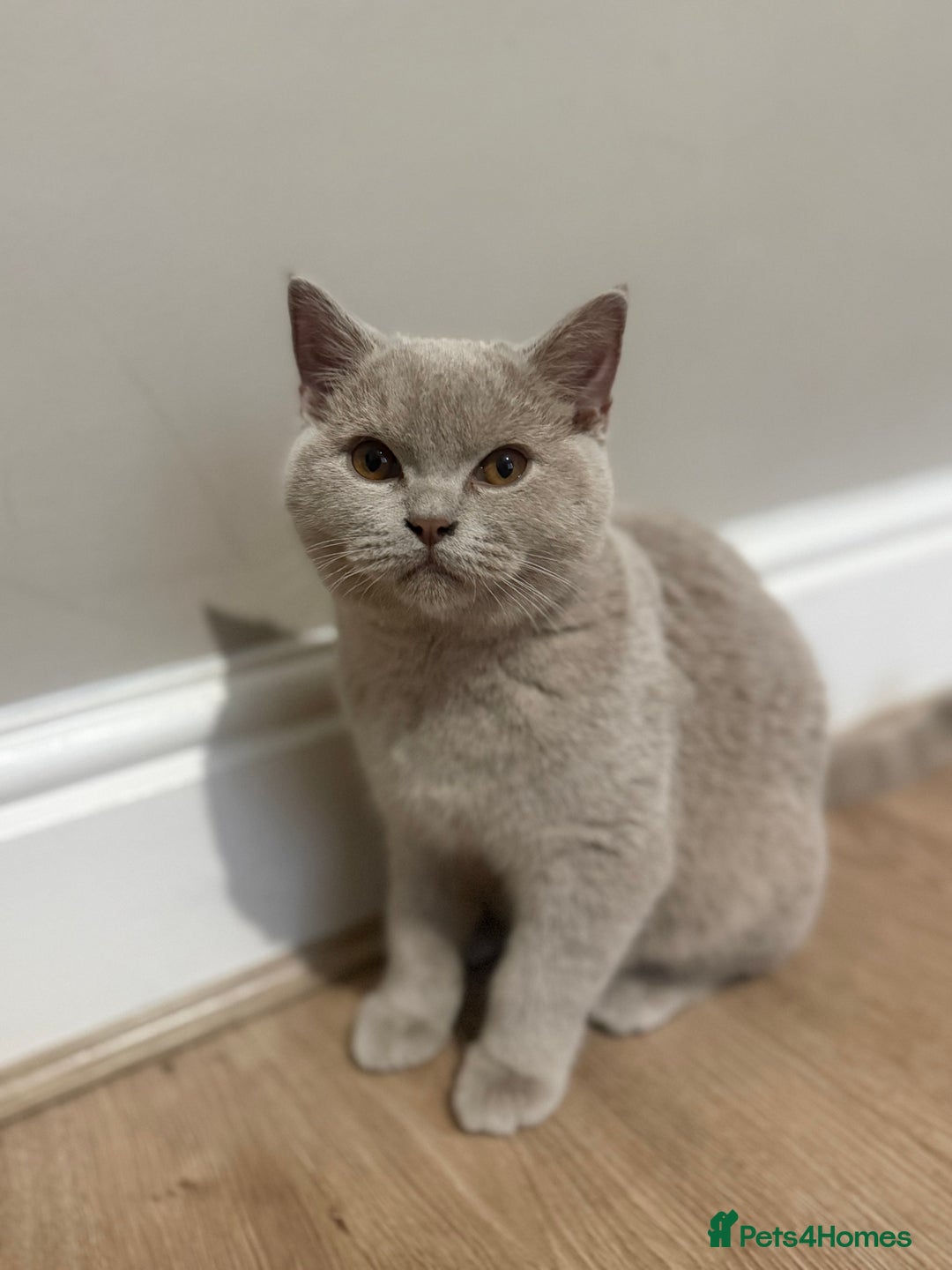 Scottish Fold cats for sale: Stunning Male lilac BSH & Grey Scottish Fold x BSH - Advert 6
