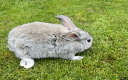 Mini Lop rabbits for sale: Mini Lops Ready now!!!!  in Coalville - Image 7