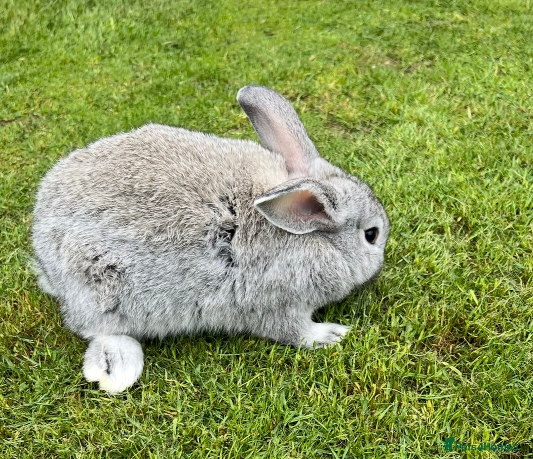 Mini Lop rabbits for sale: Mini Lops Ready now!!!!  in Coalville - Image 7
