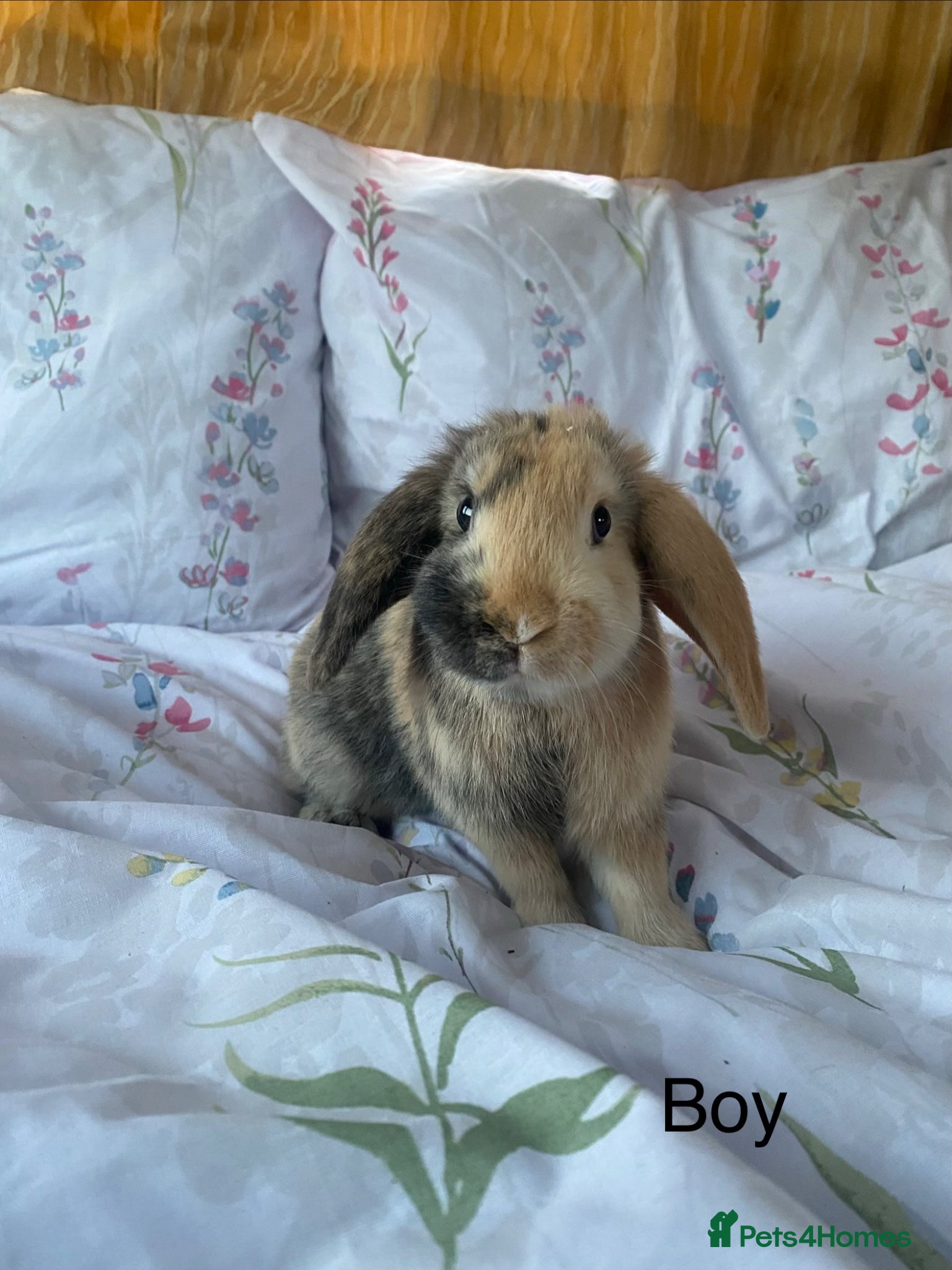 Mixed Breed rabbits Gorgeous lop & lion head baby bunnies - Advert 12