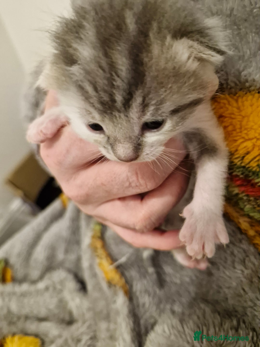 Mixed Breed cats for sale: Bengal BSH Cross Kittens - Advert 9