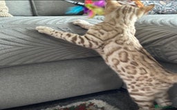 Bengal cats for sale: Snow bengal kitten /male - Image 7
