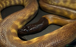 Python Snake reptiles for sale: Black headed python for sale  - Image 7
